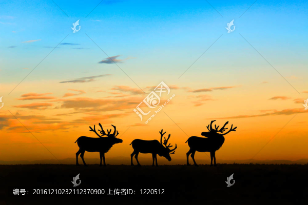 在夕陽(yáng)的馴鹿群