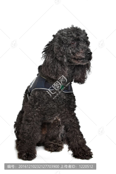 黑色的卷毛狗