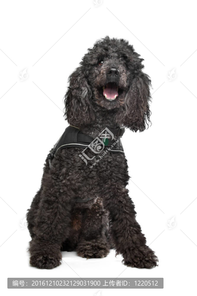 黑色的卷毛狗