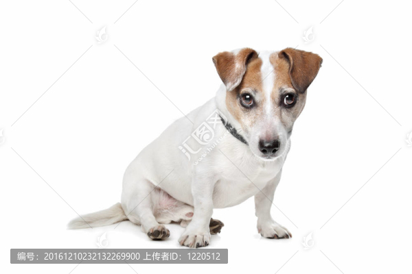 杰克羅素梗犬