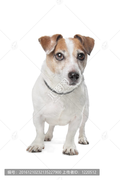 杰克羅素梗犬