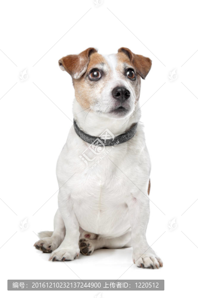 杰克羅素梗犬