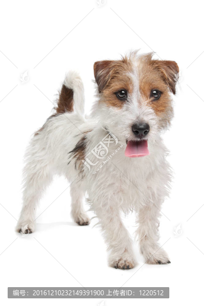 杰克羅素梗犬