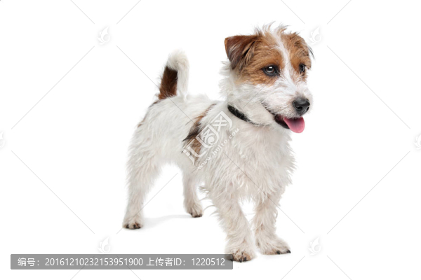 杰克羅素梗犬