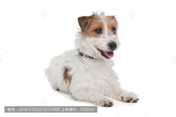 杰克羅素梗犬
