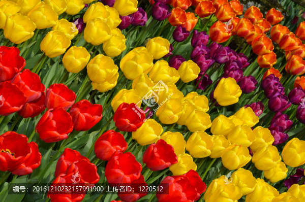 五顏六色的郁金香花園