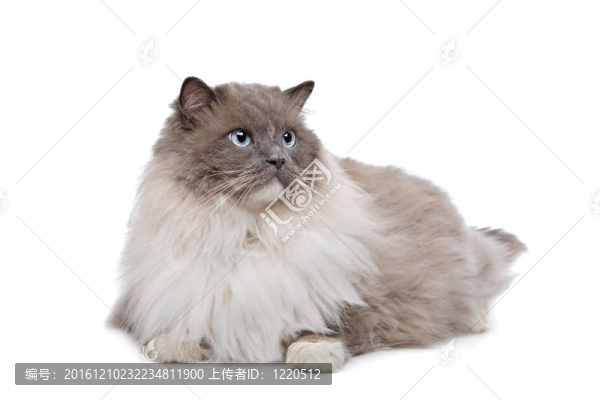 布偶貓