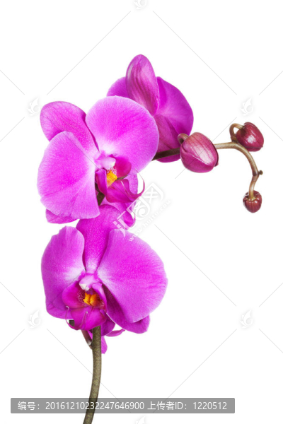 小蘭花