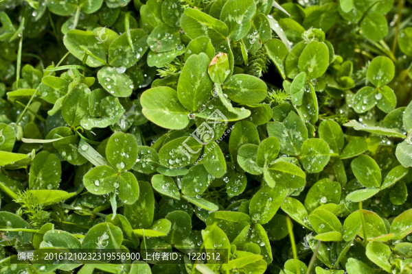 三葉草