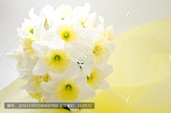 水仙花球