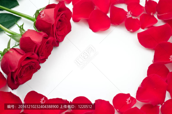 玫瑰花瓣和花瓣的框架