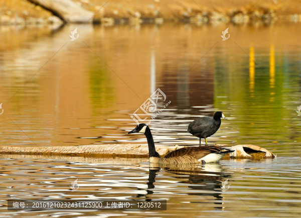 鳥類在Pond