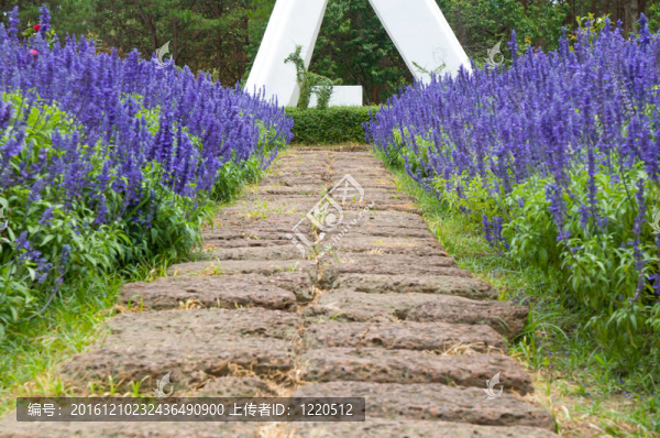 一塊石頭走道蜿蜒蘇氨酸