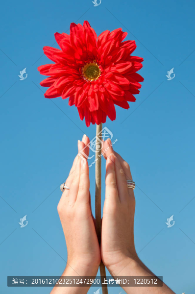 手里拿著花