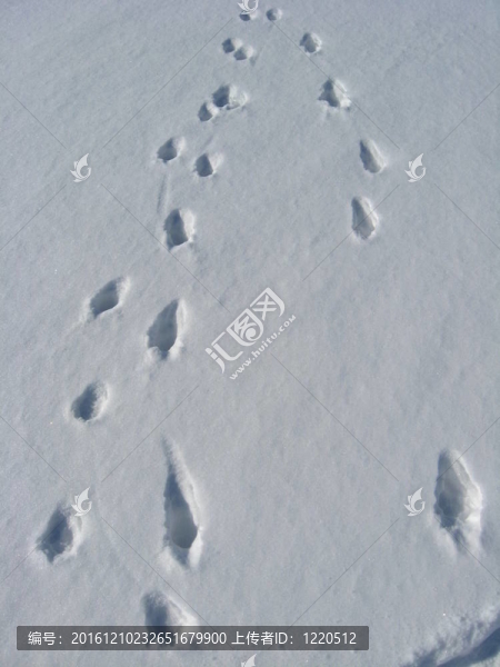 雪地上的痕跡