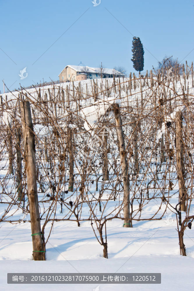 托斯卡納：wineyard冬季