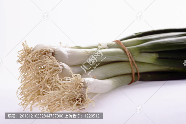 韭菜Allium,porrium
