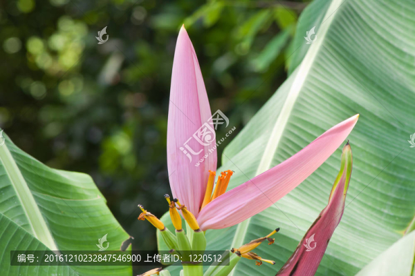 香蕉花