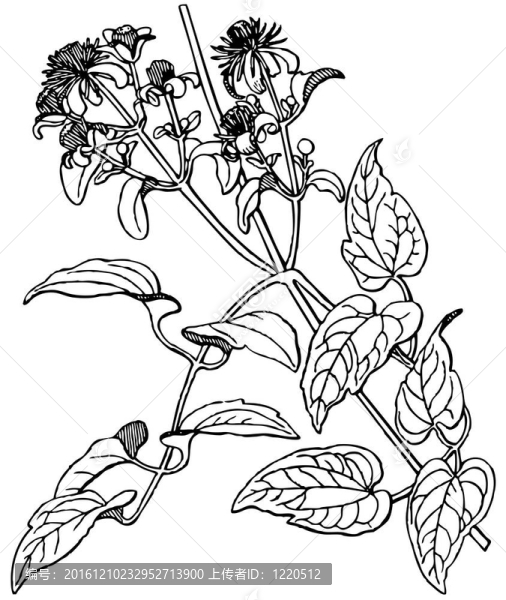 vitalba植物鐵線蓮