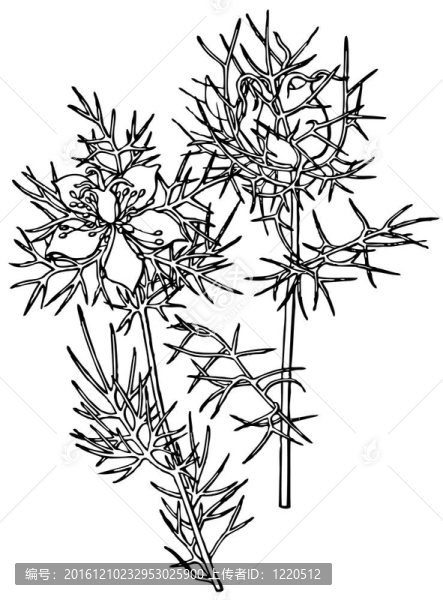 植物Nigella,damascena