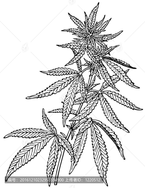 大麻