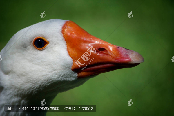 鵝的肖像