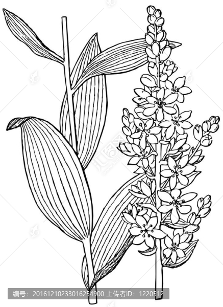 植物白藜蘆