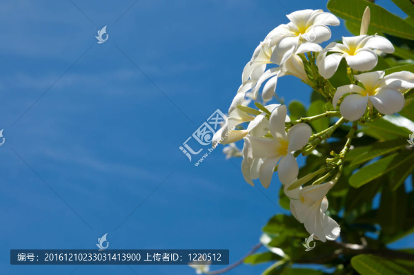 熱帶花卉雞蛋花普盧默