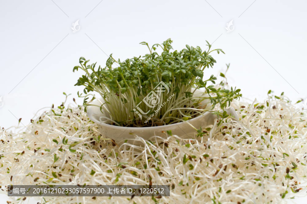 新鮮的苜蓿芽，在白色背景的水芹