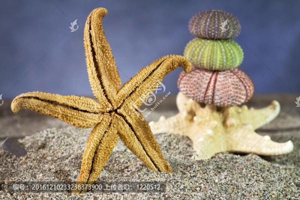 海膽在沙灘上的海星