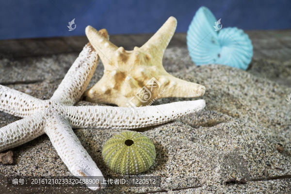 貝殼組成