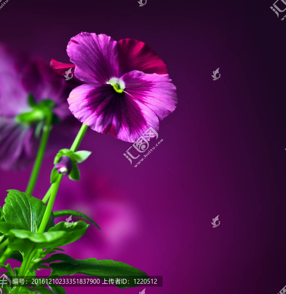 三色堇花邊境