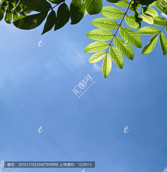 綠色的樹葉