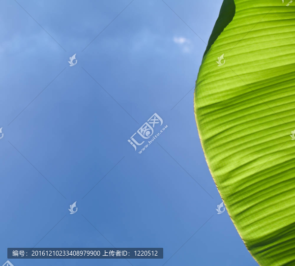 香蕉葉