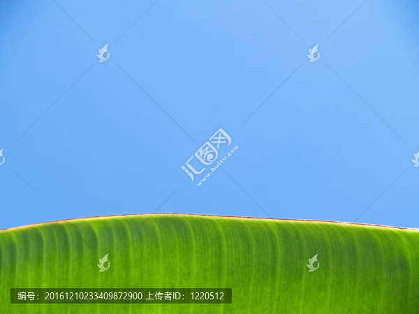 香蕉葉