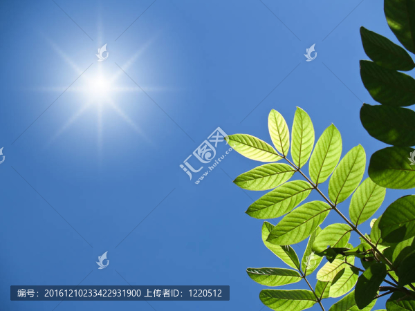 綠色的樹葉