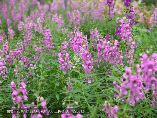 angelonia,goyazensis