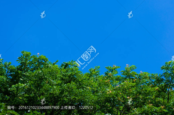 樹木和藍(lán)天