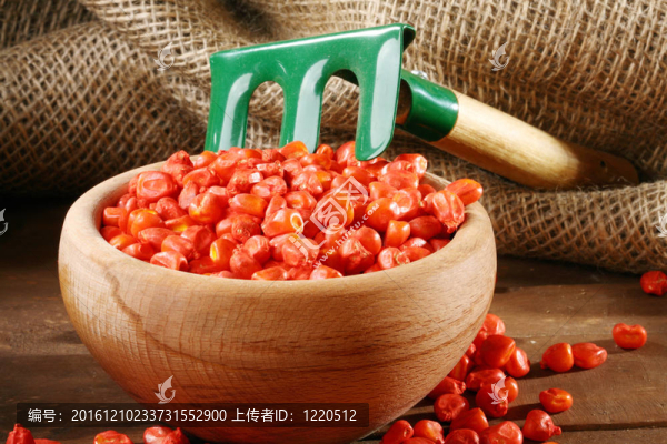 玉米播種