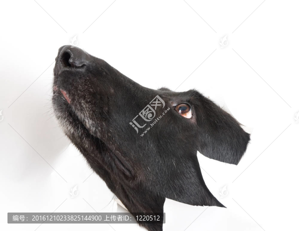 狗打破了白紙