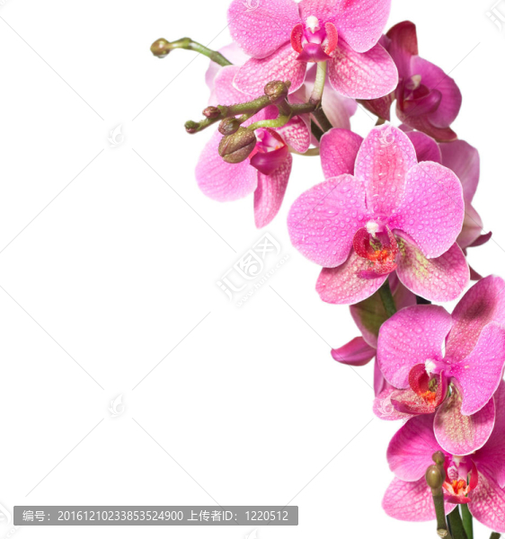粉紅色的蘭花