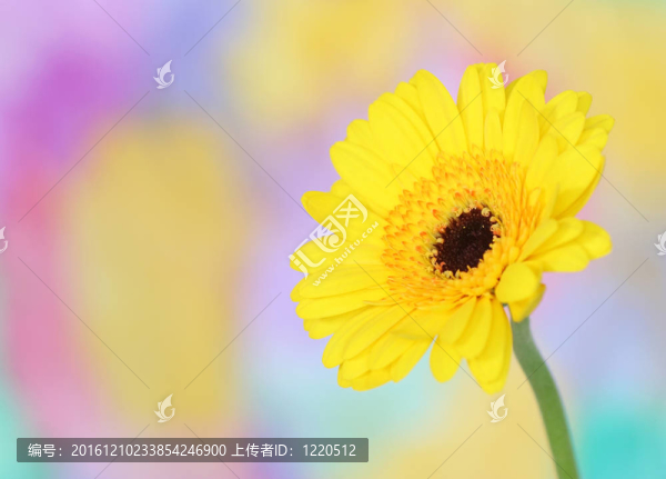 黃色的彩色背景，非洲菊