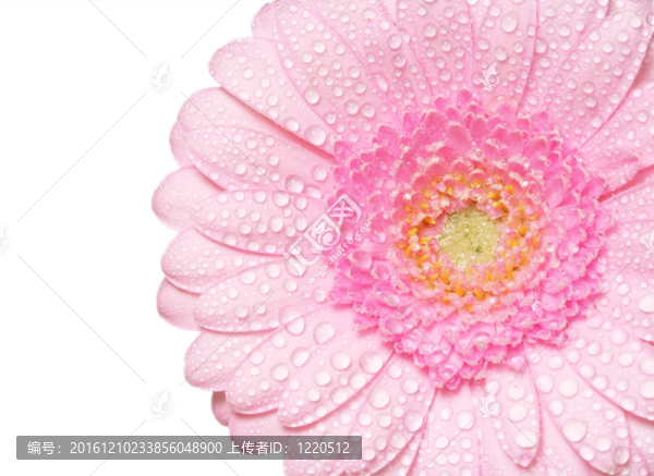 粉色非洲菊