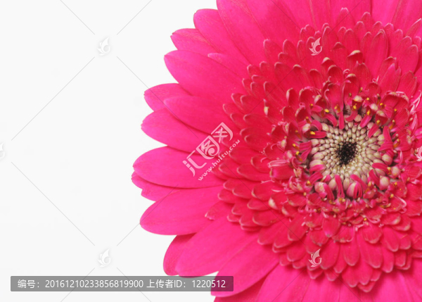 粉色非洲菊