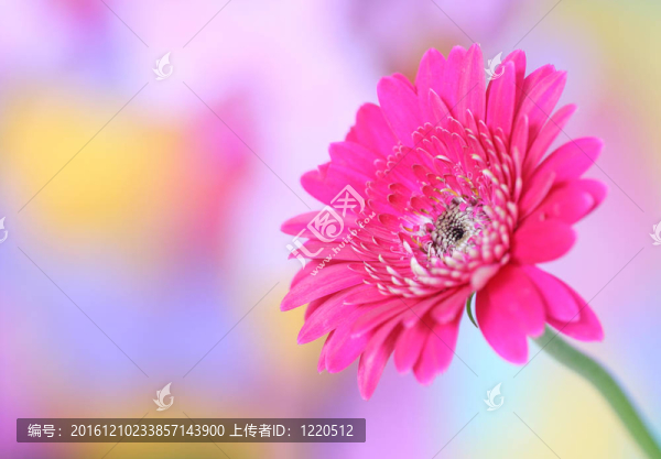 粉色非洲菊在彩色背景