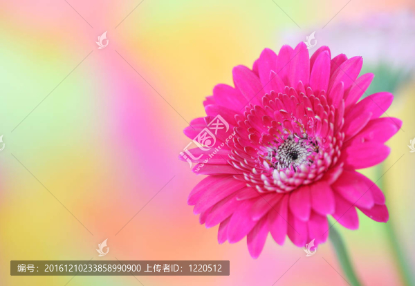 粉色非洲菊