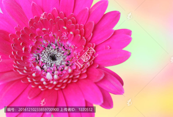 粉色非洲菊