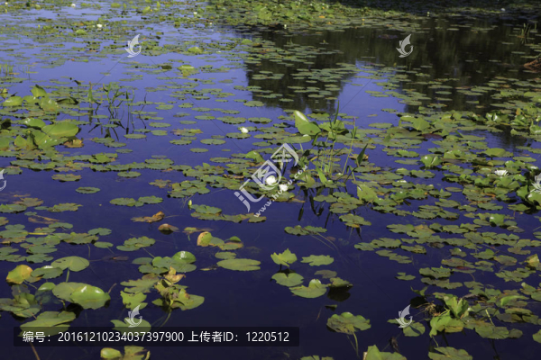 Lily,Pads湖