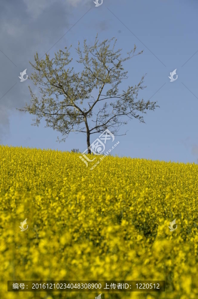 油菜花和藍(lán)天白云黃場(chǎng)之間的樹(shù)