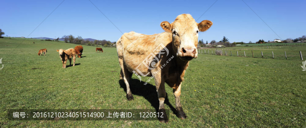牛觀全景